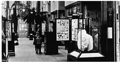 Figure 3. An interior view of the Botany Gallery, The Natural History Museum, London in 1911 (Available at: http://piclib.nhm.ac.uk/results.asp?image=012575).